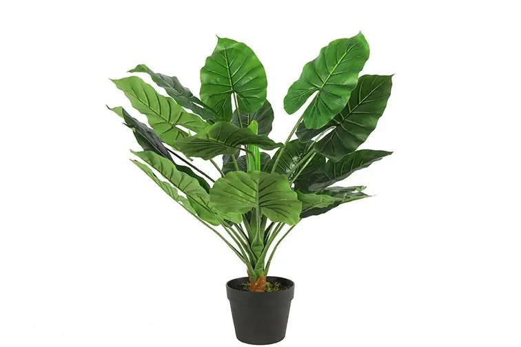 Monstera S groen-L50B50H80CM