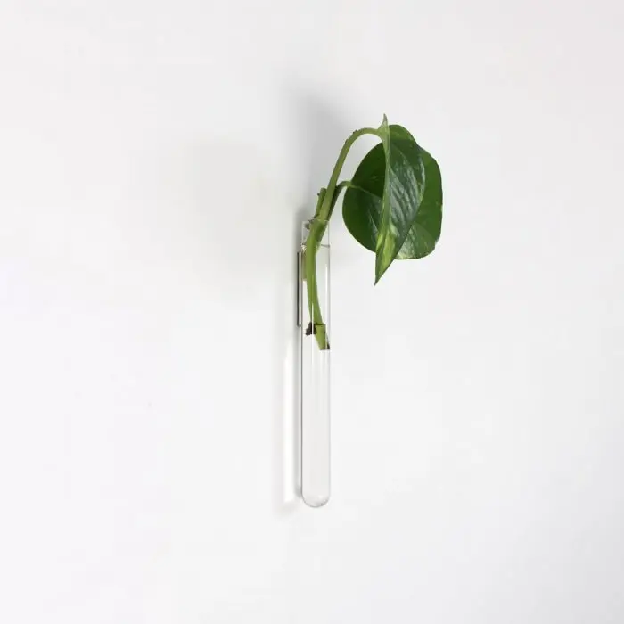 Muurbloempjes Vase (Wallfowers) Transparent
