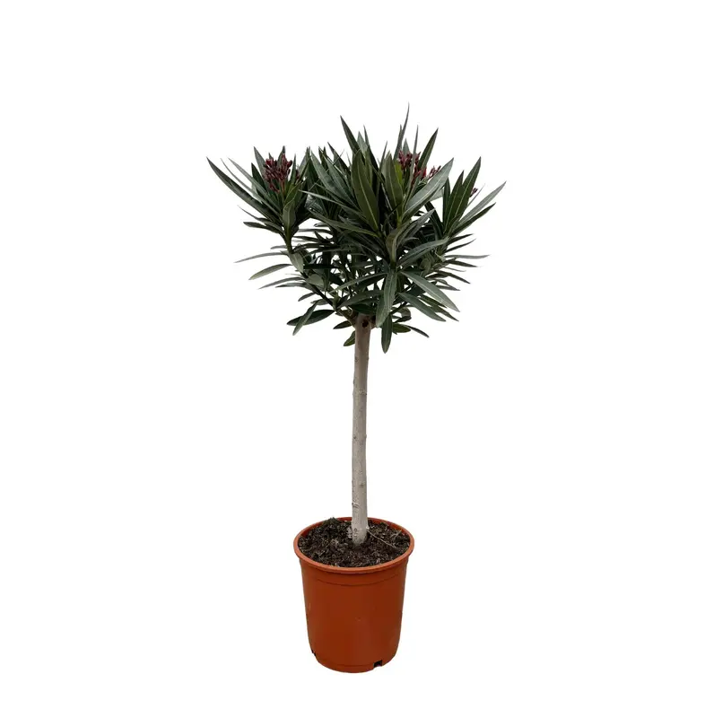Nerium Oleander op stam met witte bloem - 90cm - Ø19