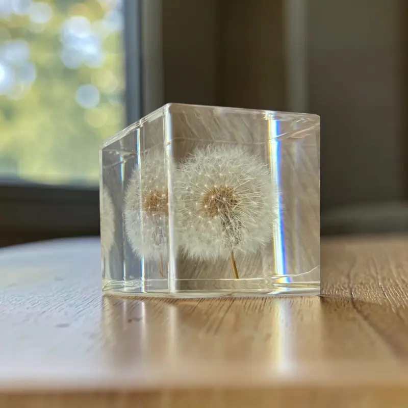 Paardebloem in plexi glas