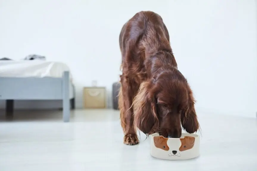 Pet Bowl Dog or Cat