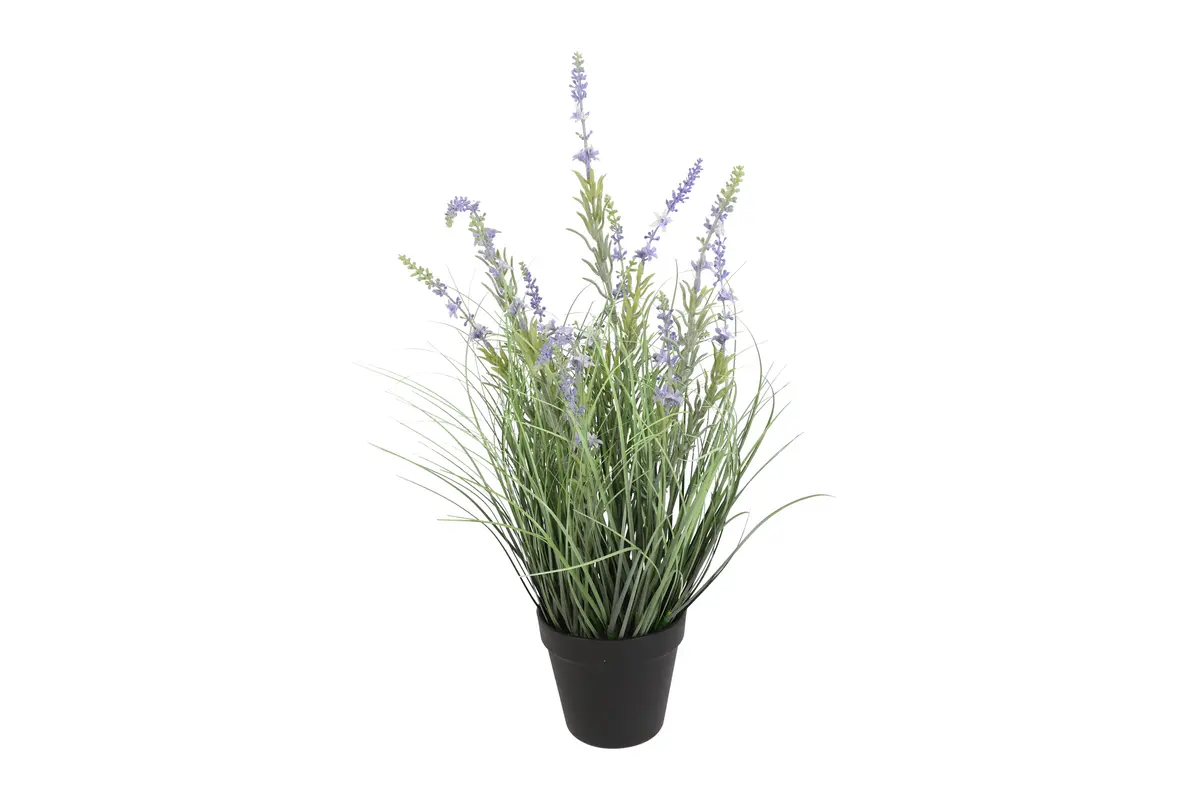 Plant Lavendula S paars