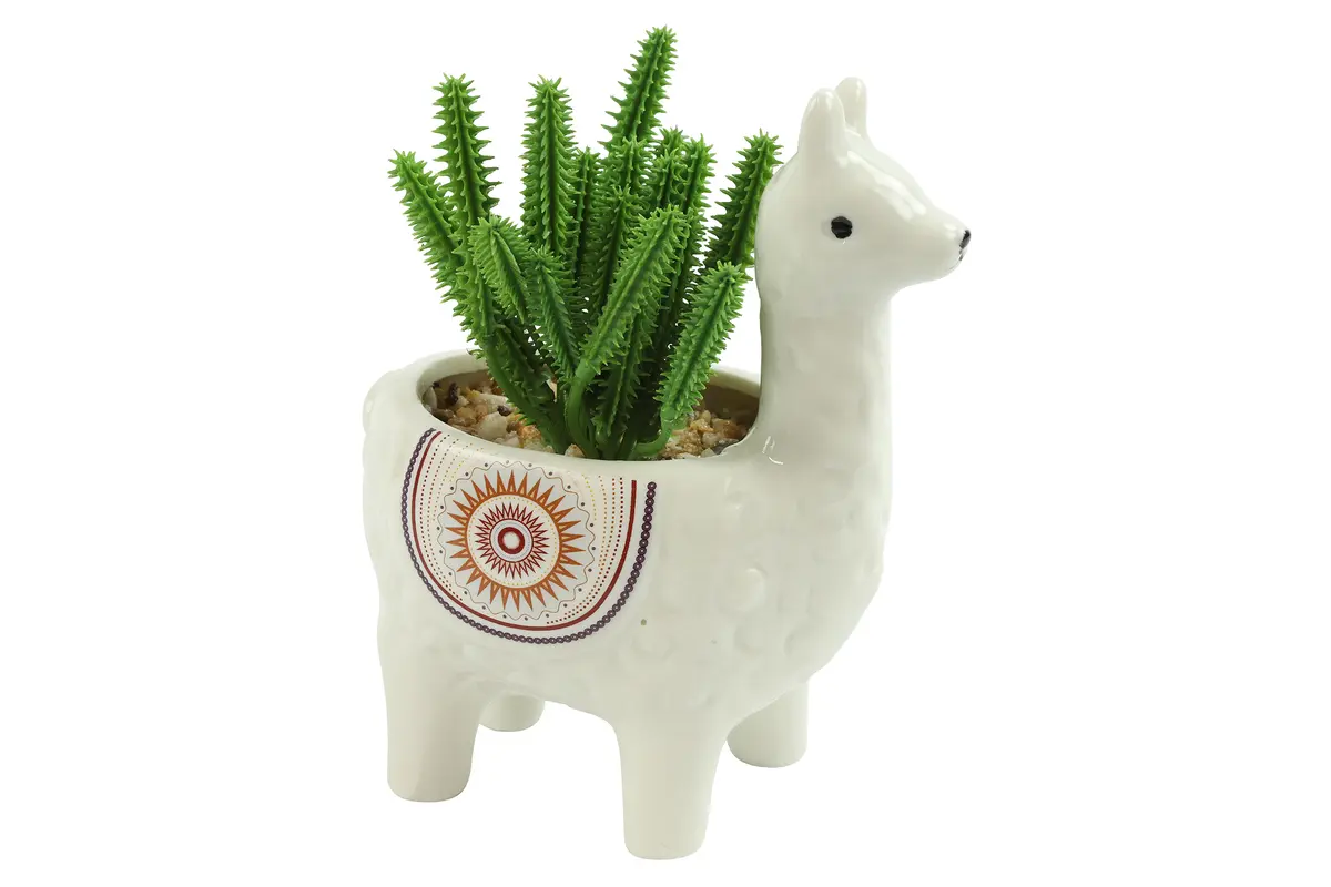 Plant Sedum groen
