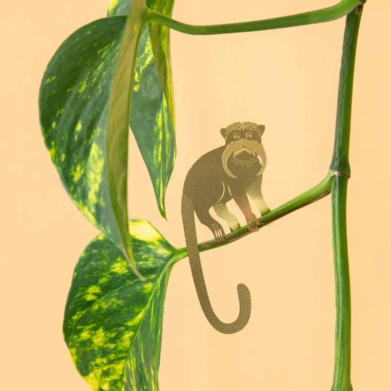 Planten diertje Tamarin