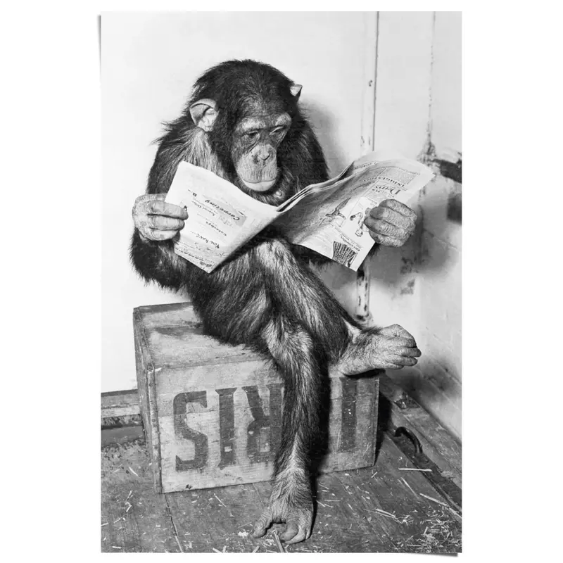 Poster Aap leest krant 91,5x61
