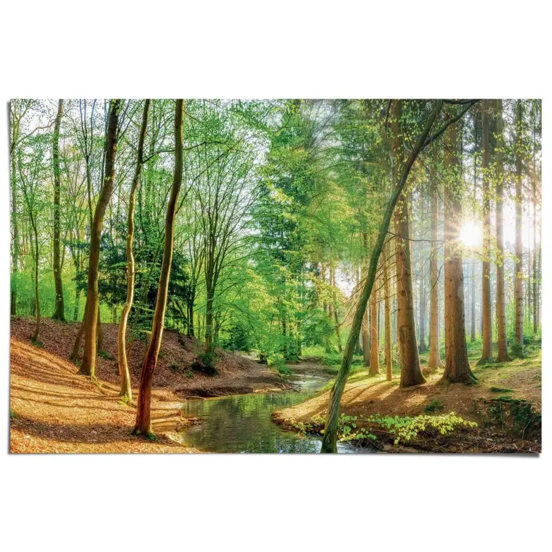 Poster Bos in de zon 61x91,5