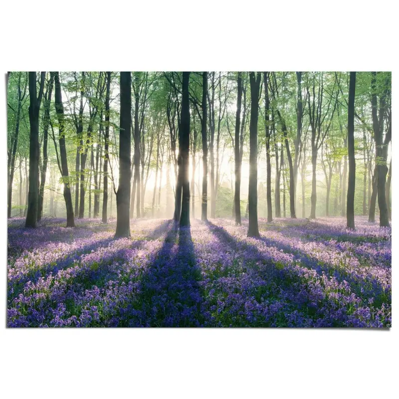 Poster Bos met zonnestralen 61x91,5