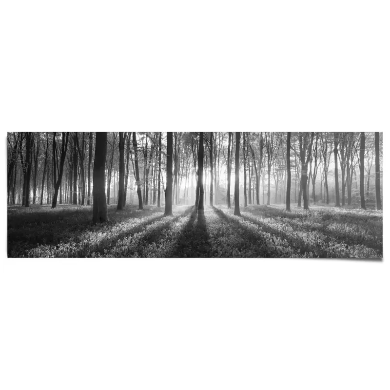 Poster Bos Zonnestralen 53x158