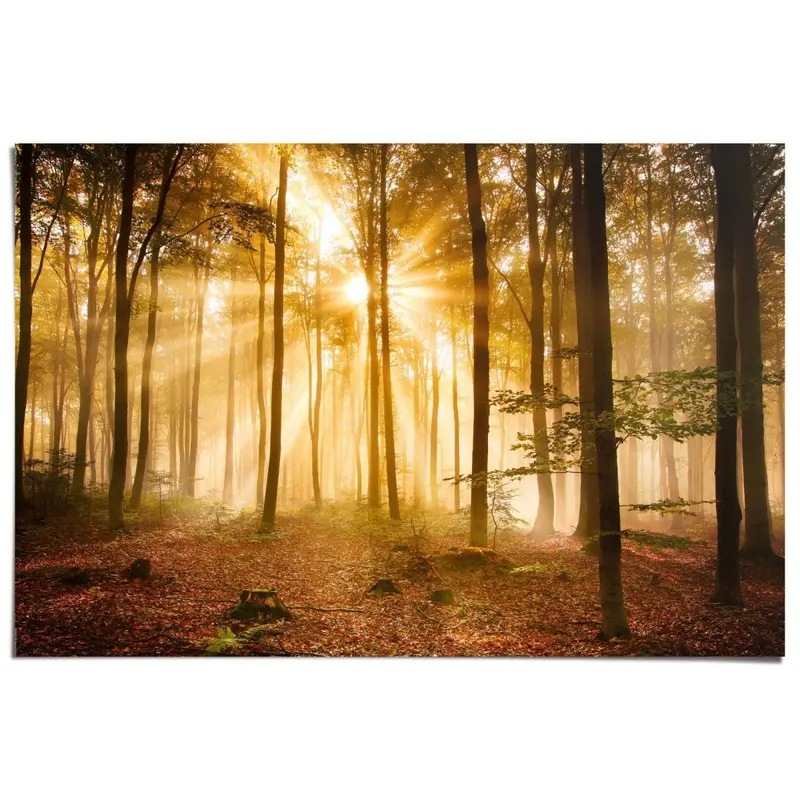 Poster Herfstbos met zonnestralen. 61x91,5