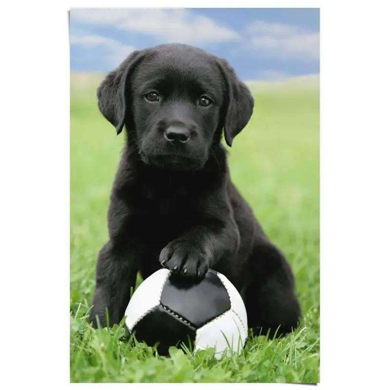 Poster Hond labrador voetbal 91,5x61