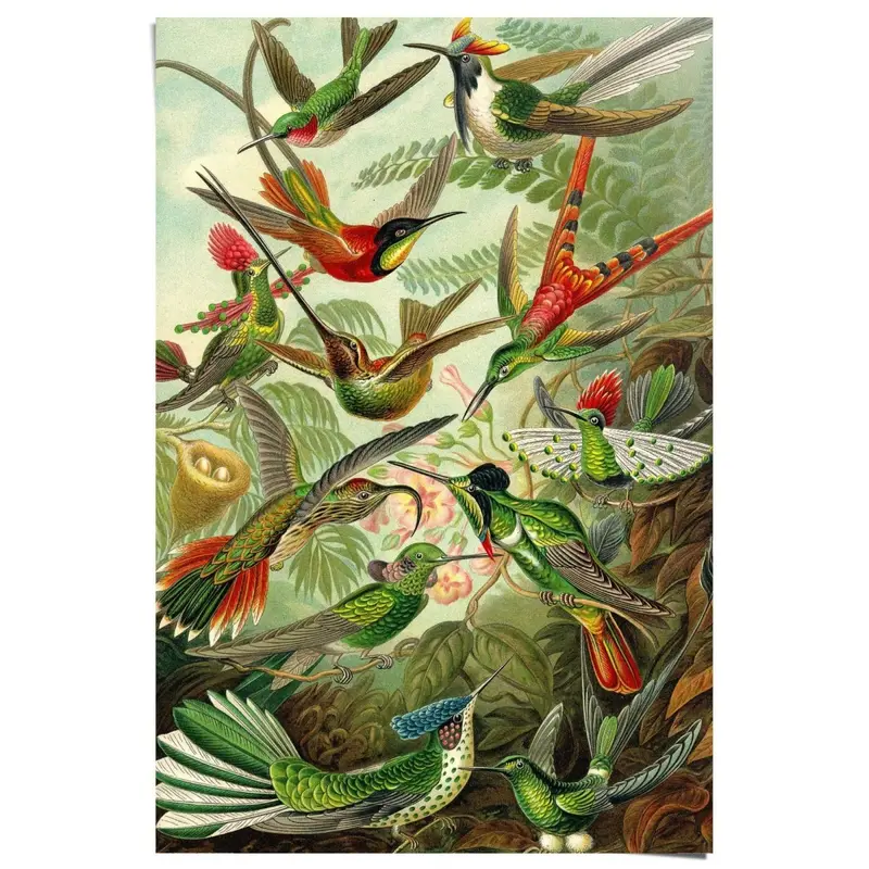 Poster Kolibries 91,5x61