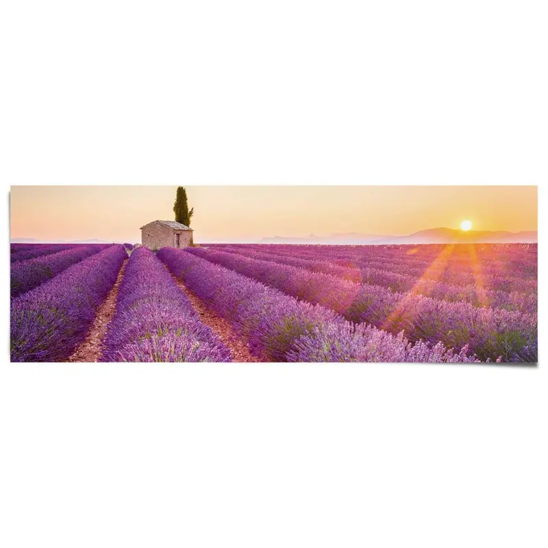 Poster Lavendel 53x158