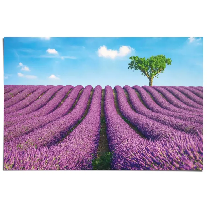 Poster Lavendelveld 61x91,5