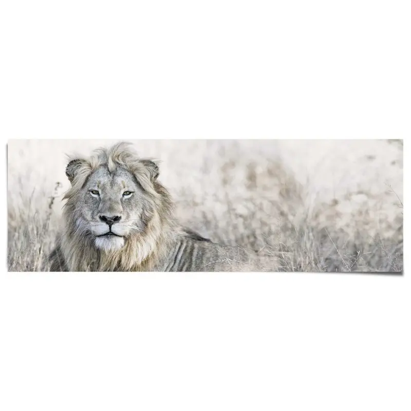 Poster Leeuw 53x158
