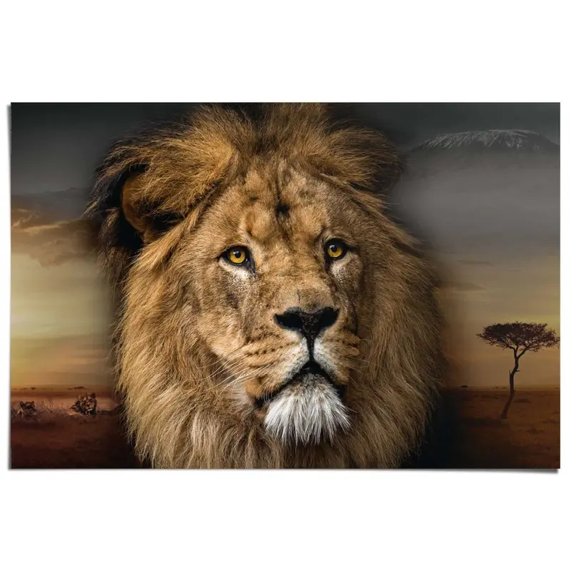 Poster Leeuwenkop 61x91,5