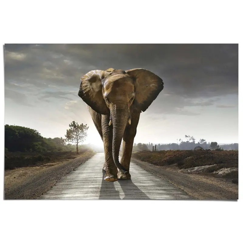 Poster Olifant 61x91,5