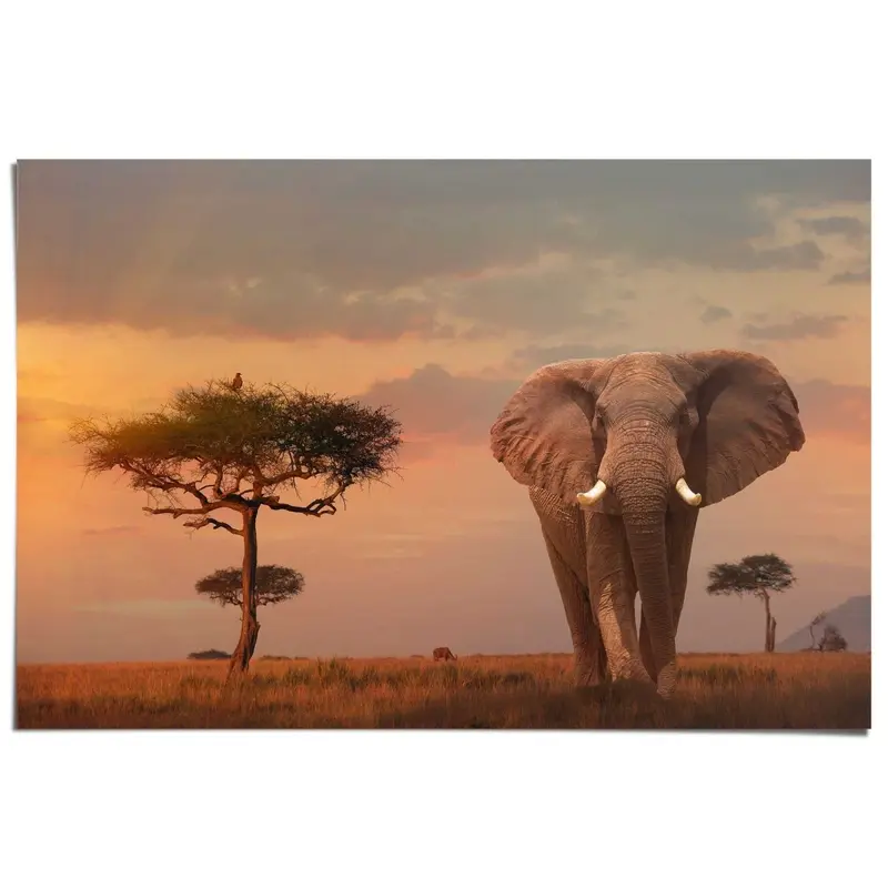 Poster Olifant bij schemer 61x91,5