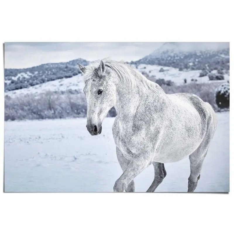 Poster Paard 61x91,5