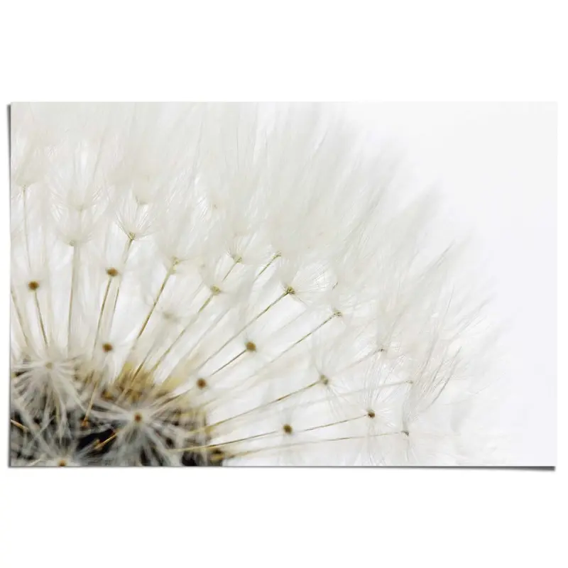 Poster Paardenbloem - wit 61x91,5