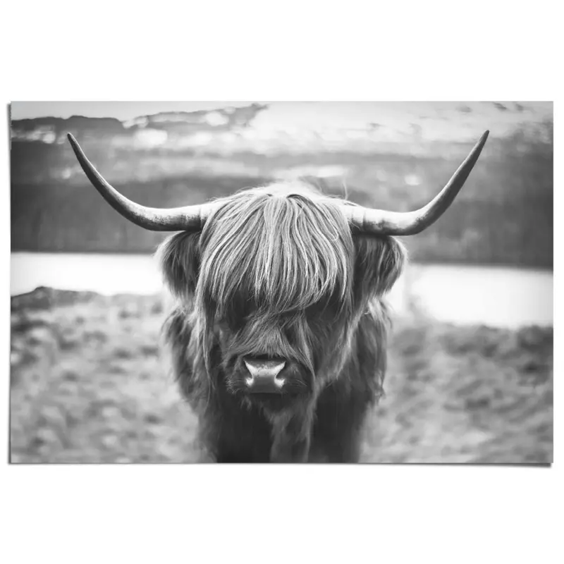 Poster Schotse Hooglander 61x91,5