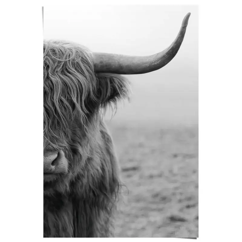 Poster Schotse Hooglander 91,5x61