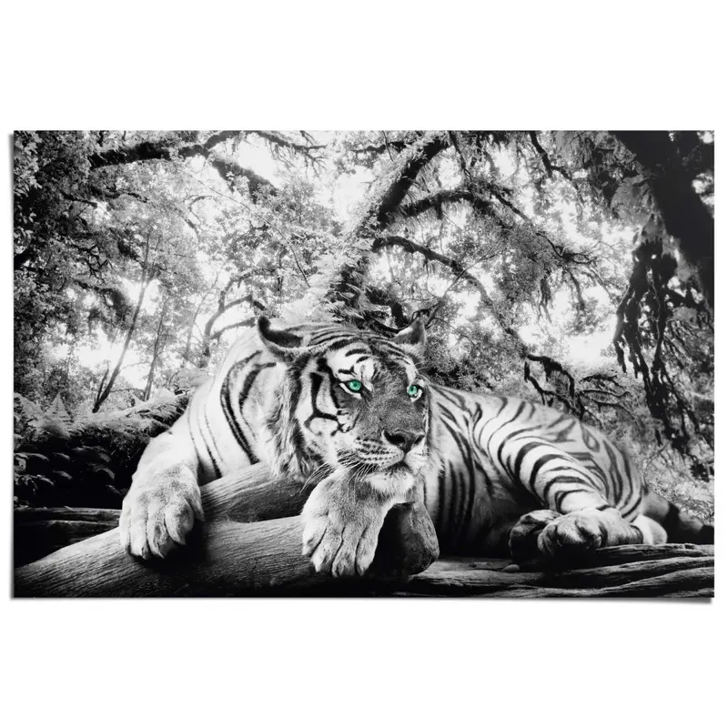 Poster Tijger 61x91,5