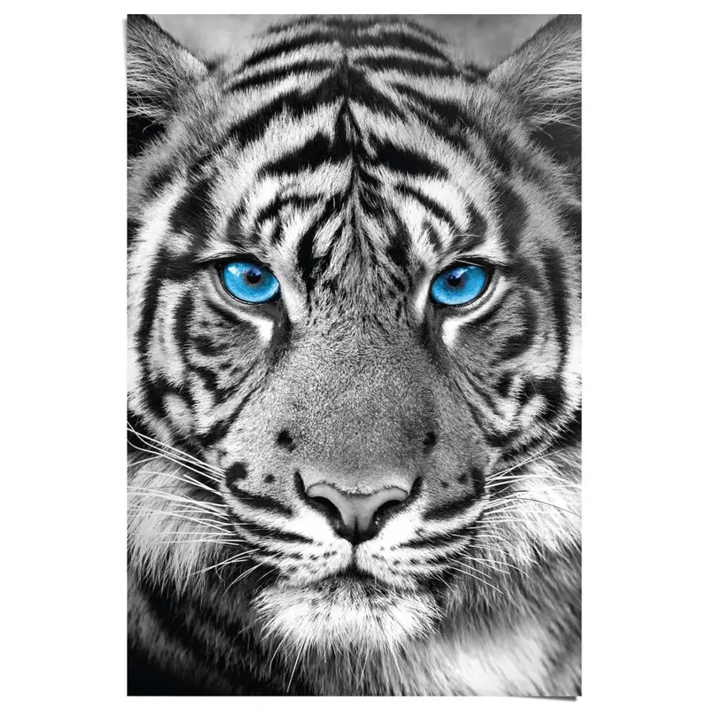Poster Tijger 91,5x61