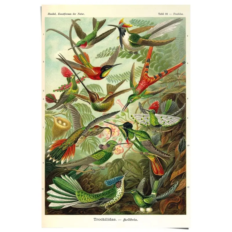 Poster Vogels 91,5x61