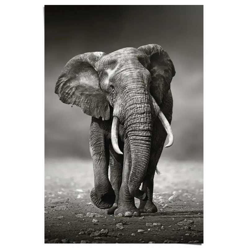 Poster Wandelende olifant 91,5x61
