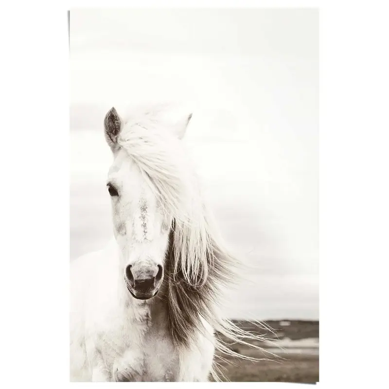 Poster Wit Paard 91,5x61