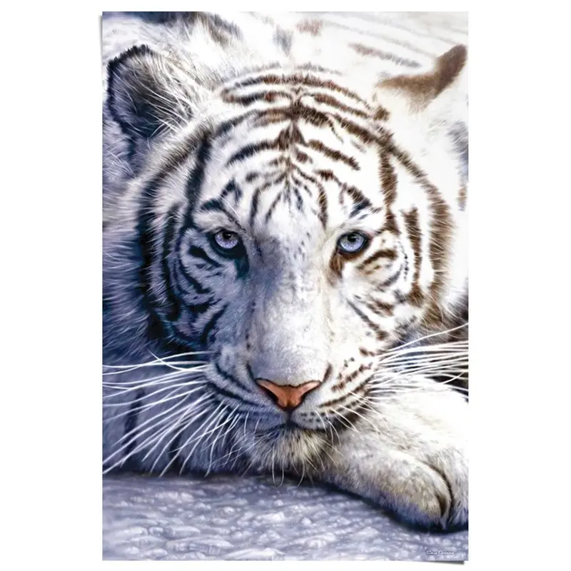 Poster Witte tijger 91,5x61