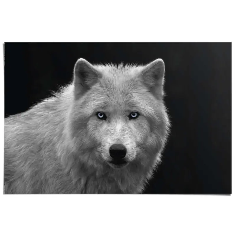 Poster Witte Wolf 61x91,5