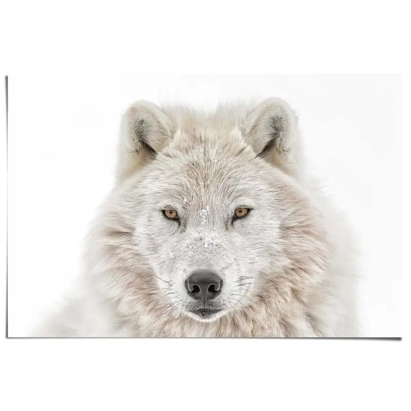 Poster Wolvenkop 61x91,5