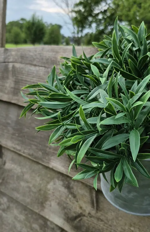 Pre-order Ruscus kunstplant UV 35 cm