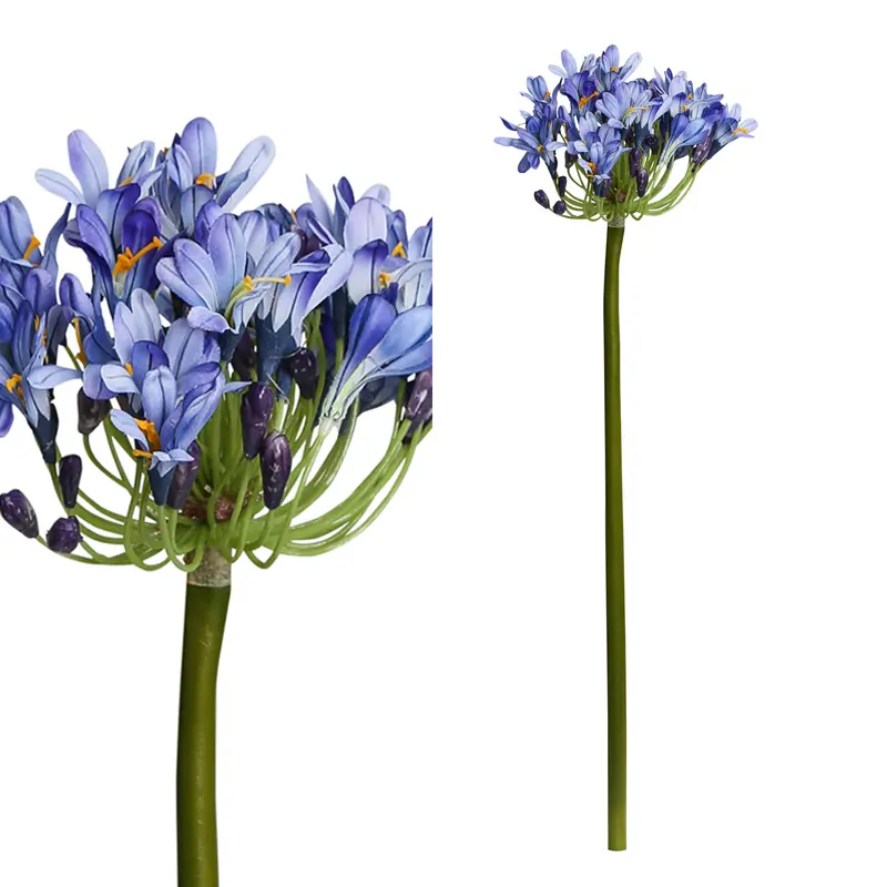PTMD - Garden bloem purple African lily stem