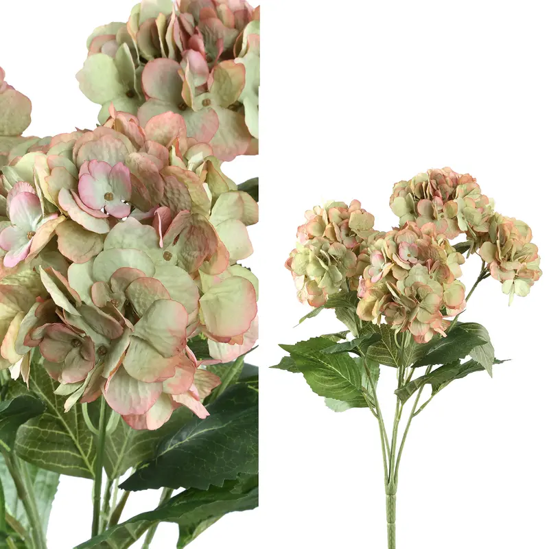PTMD - Hydrangea Flower pink green hydrangea bush