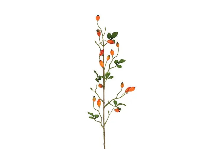 Rosa canina S oranje-L3,8B6,3H83CM