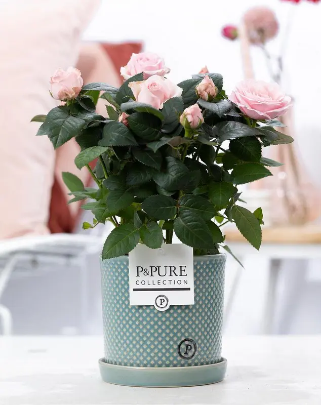Rosa Light Pink In P&PURE Lauren Ceramics - Ø12cm - ↕30cm