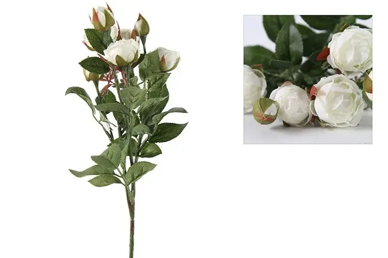 Rosa tros Shakira wit-L36B12H3CM