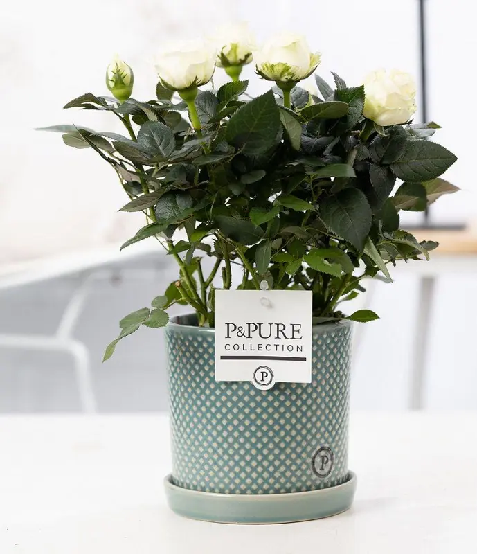 Rosa White In P&PURE Lauren Ceramics - Ø12cm - ↕30cm