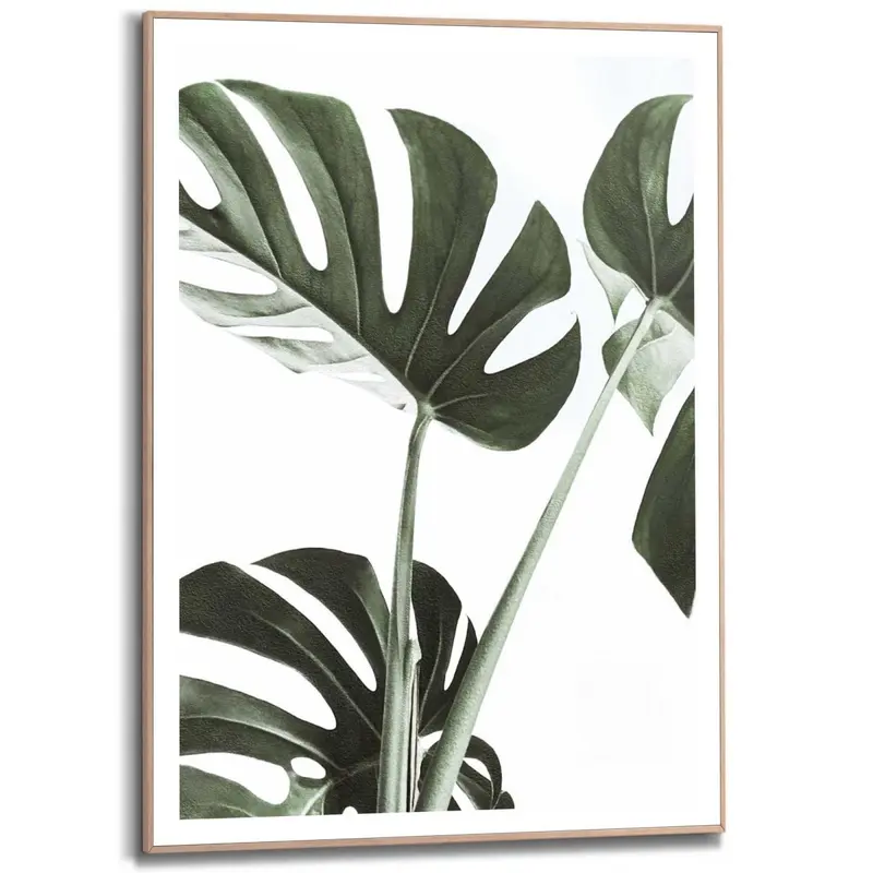 Schilderij Monstera 70x50