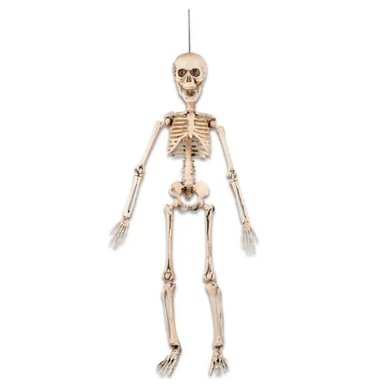 Skelet (50cm)