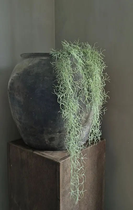 Spaans mos tillandsia 86 cm hangplant