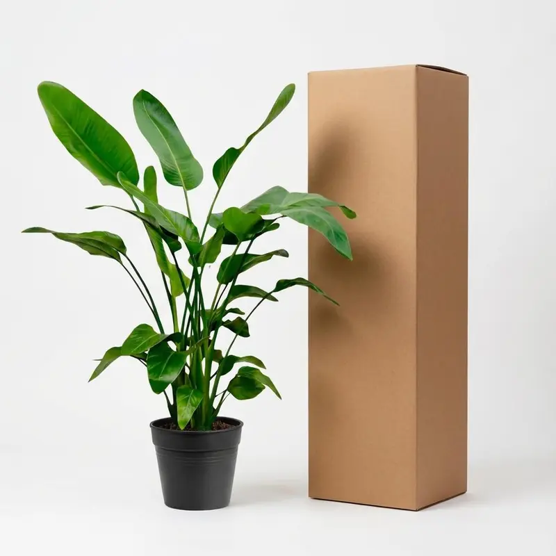 Strelitzia Nicolai - 150cm - Ø24