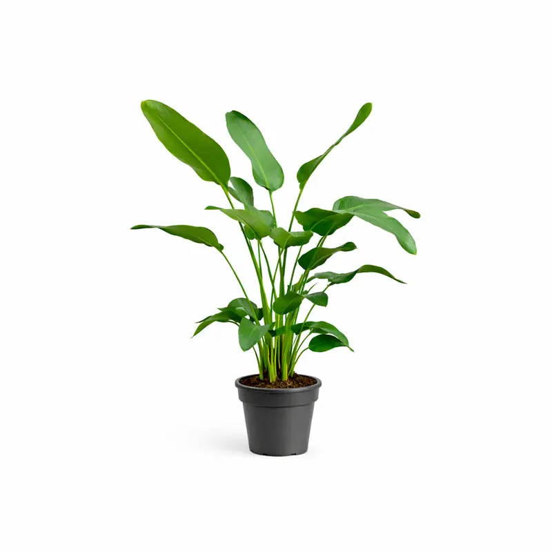 Strelitzia Nicolai - 170 cm - ⌀24