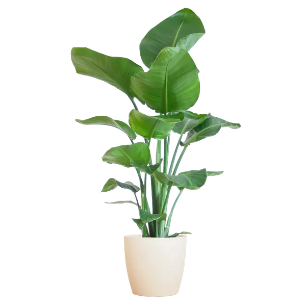 Strelitzia Nicolai met Viber pot wit - 80cm - Ø21