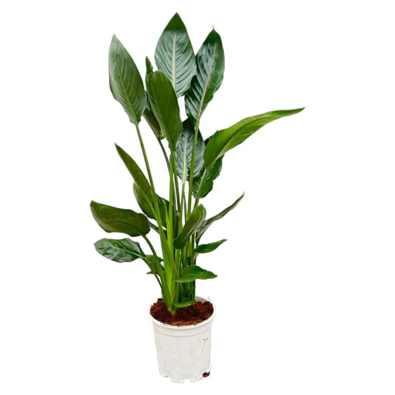 Strelitzia Reginae - 120 cm - Ø21