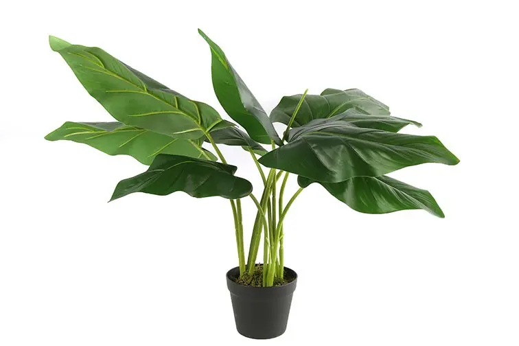 Strelitzia S groen-L30B30H80CM