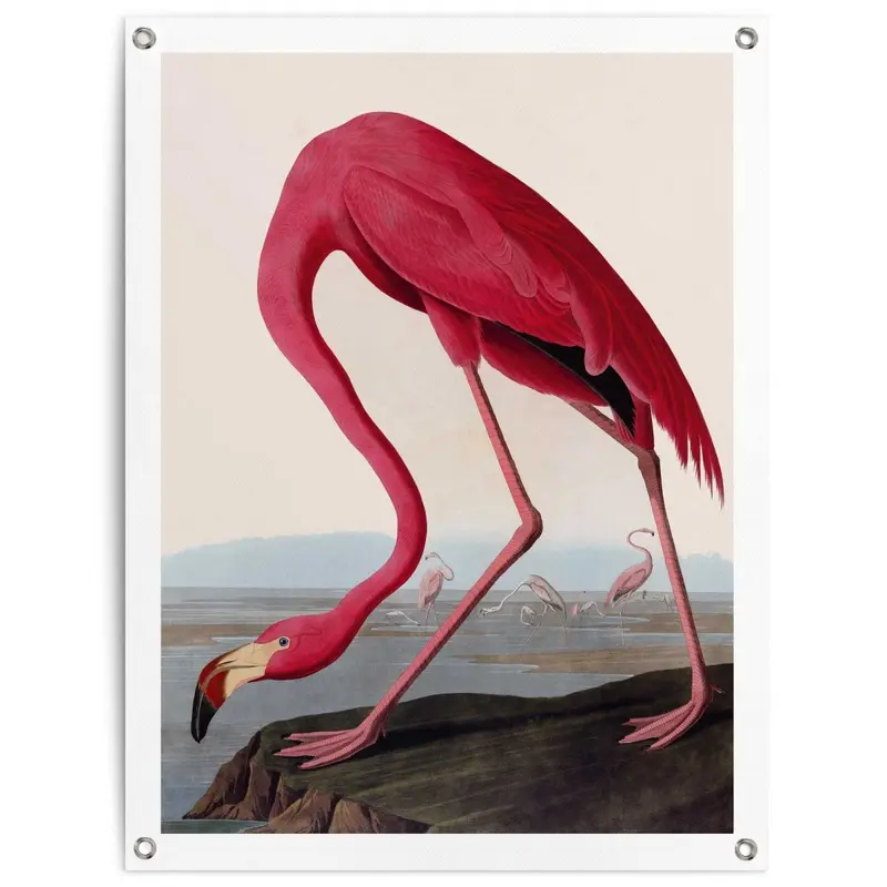 Tuinposter Audubon Flamingo 80x60