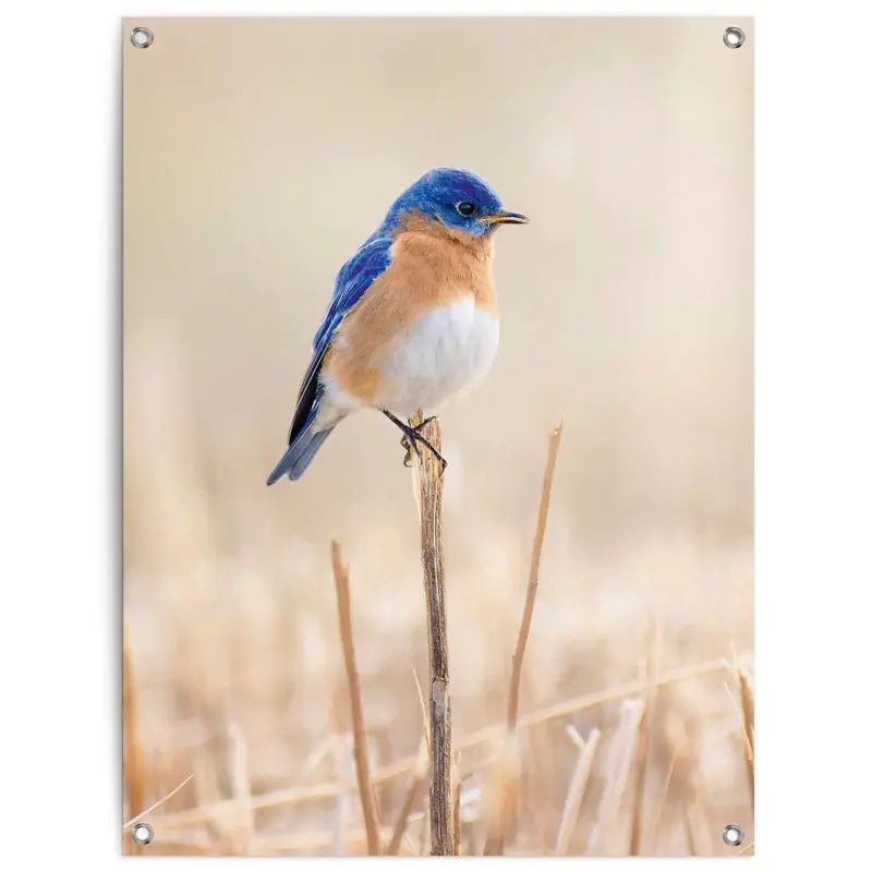 Tuinposter Blauw vogeltje 80x60